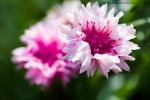 Cornflowers