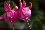 Fuschia