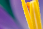Spring in closeup