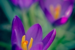 Crocus