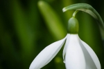 Snowdrop