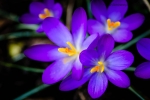 Crocuses