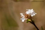 Blossom