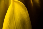 Yellow Tulip