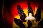 Tulip Anthers and Stigma