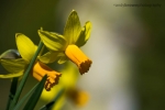 Daffodils