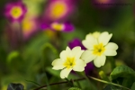 Primulas