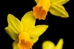 Daffodils