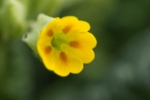 Cowslip