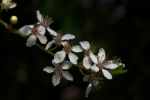 Blossom
