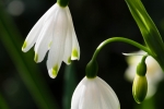 Spring Snowflake (leucojum Vernum)