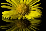 Beau's flower