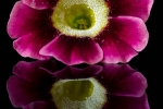 Auricula
