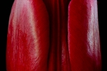 SIngle Tulip