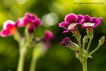 Primula Auricula