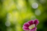 Primula Auricula