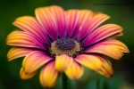 Osteospermum