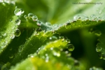 After the rain