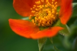 Orange Geum