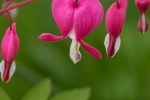 Bleeding Heart