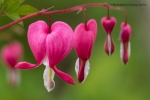 Bleeding Heart