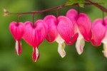 Bleeding Heart