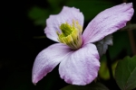 Clematis Montana
