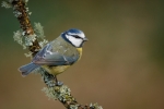 Blue Tit