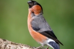 Bullfinch