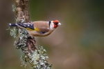 Goldfinch