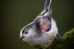 Long-tailed Tit