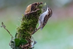 Treecreeper