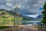 Buttermere Tree