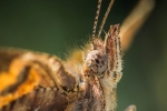 The Eye of the Comma