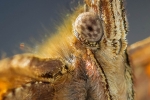 The Eye of the Comma