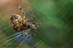 Shelob's Lair