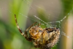 Hanging around