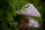 Hiding