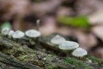 Growing on a log