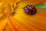 Ladybird on Calendula