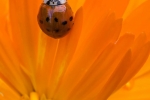 Ladybird on Callendula