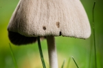 In the grass