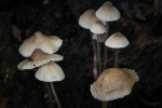Woodland Fungi
