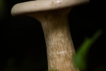 Toadstool