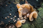 Jelly Ear Fungus