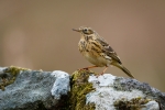 Meadow Pipit