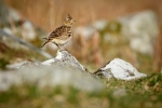 Skylark