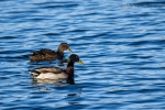Male & Female Mallards