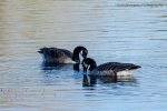 Pair of Canada Geese