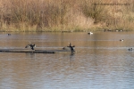 Cormorants
